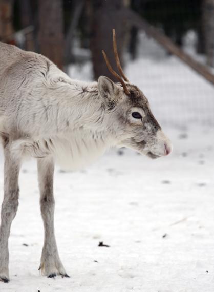 Reinsdyr. Foto hentet fra Colourbox.com